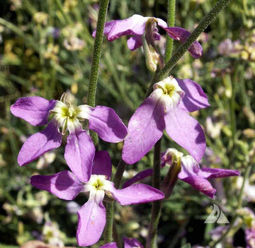 Bicornis Blumensamen zur Aussaat – farbenfroh Schau – Traditionssorte & ohne Gentechnik Samen Hausgarten