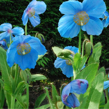 Fresh Meconopsis Blumensamen zur Aussaat – hochwertige Qualitäts- – Traditionssorte & ohne Gentechnik Samen Hausgarten