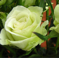 hell Grün Rose Blumensamen zur Aussaat – duftend Blüten – Traditionssorte & ohne Gentechnik Samen Hausgarten