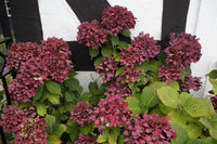 Bordeaux Hortensie Blumensamen zur Aussaat duftend Blüten Traditionssorte & ohne Gentechnik Samen Hausgarten