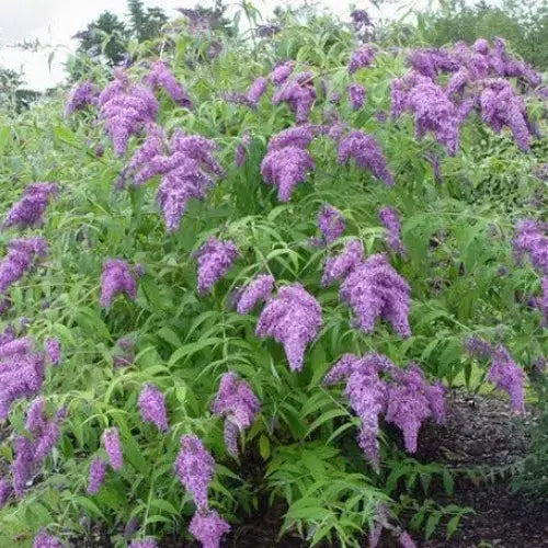 Strauch Sommerflieder Blumensamen zur Aussaat – Halbschatten verträglich – Traditionssorte & ohne Gentechnik Samen Hausgarten