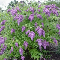 Strauch Sommerflieder Blumensamen zur Aussaat – Halbschatten verträglich – Traditionssorte & ohne Gentechnik Samen Hausgarten