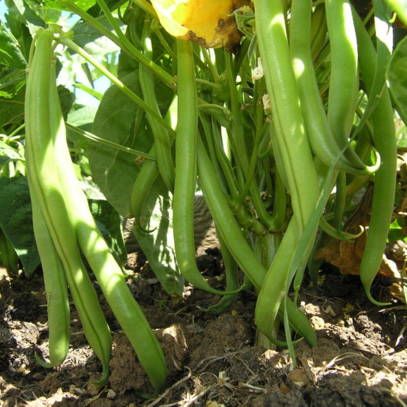 Semi di fagioli tepary verdi da piantare - semi di ortaggi da giardino