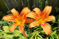 Hemerocallis Orange Samen einfache Aussaat Blüten