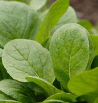 Green Komatsuna Gemüsesamen für einfache Aussaat