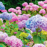 Grün Blau Hortensie Blumensamen zur Aussaat – sonnenliebend – Traditionssorte & ohne Gentechnik Samen Hausgarten