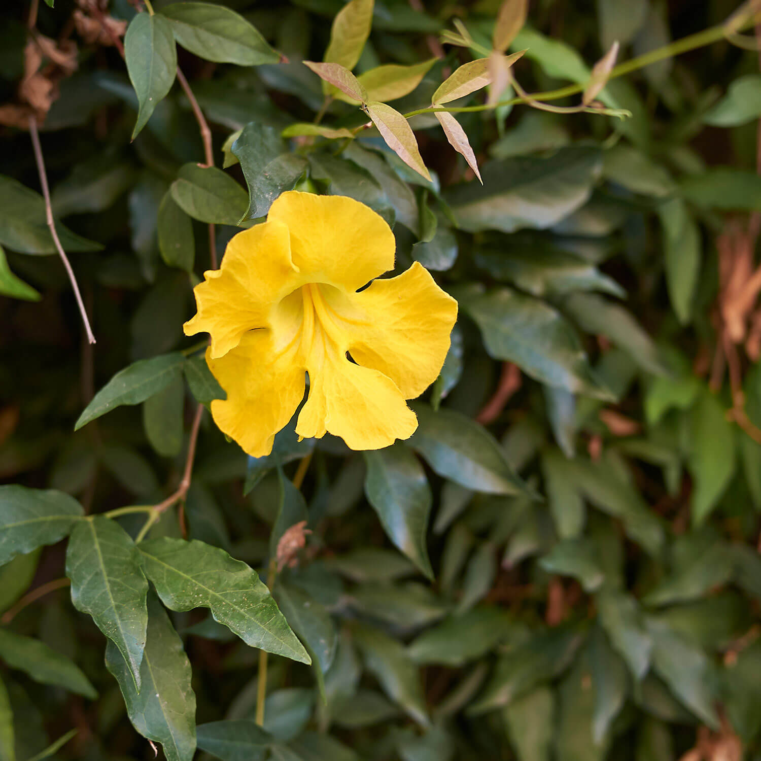 Macfadyena Unguis Blumensamen zur Aussaat farbenfroh Schau Traditionssorte & ohne Gentechnik Samen Hausgarten