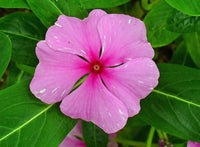 Ornamental madagascar blume mix for gardens