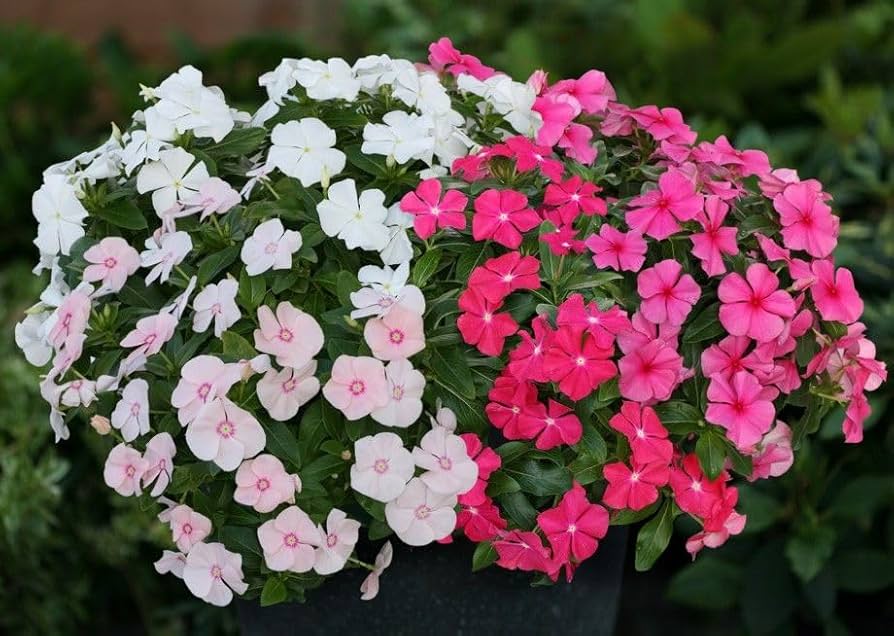 Madagascar blume mix in töpfen and containers