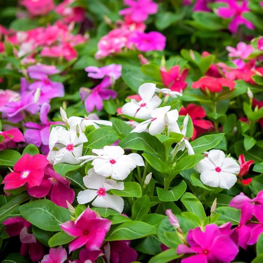 Madagascar blume anpflanzung samen mix