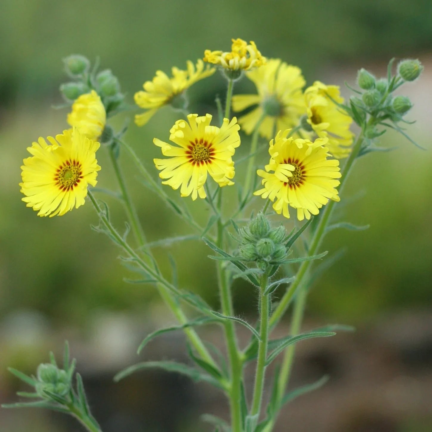 Ornamental gelb madia elegans samen for landscapes