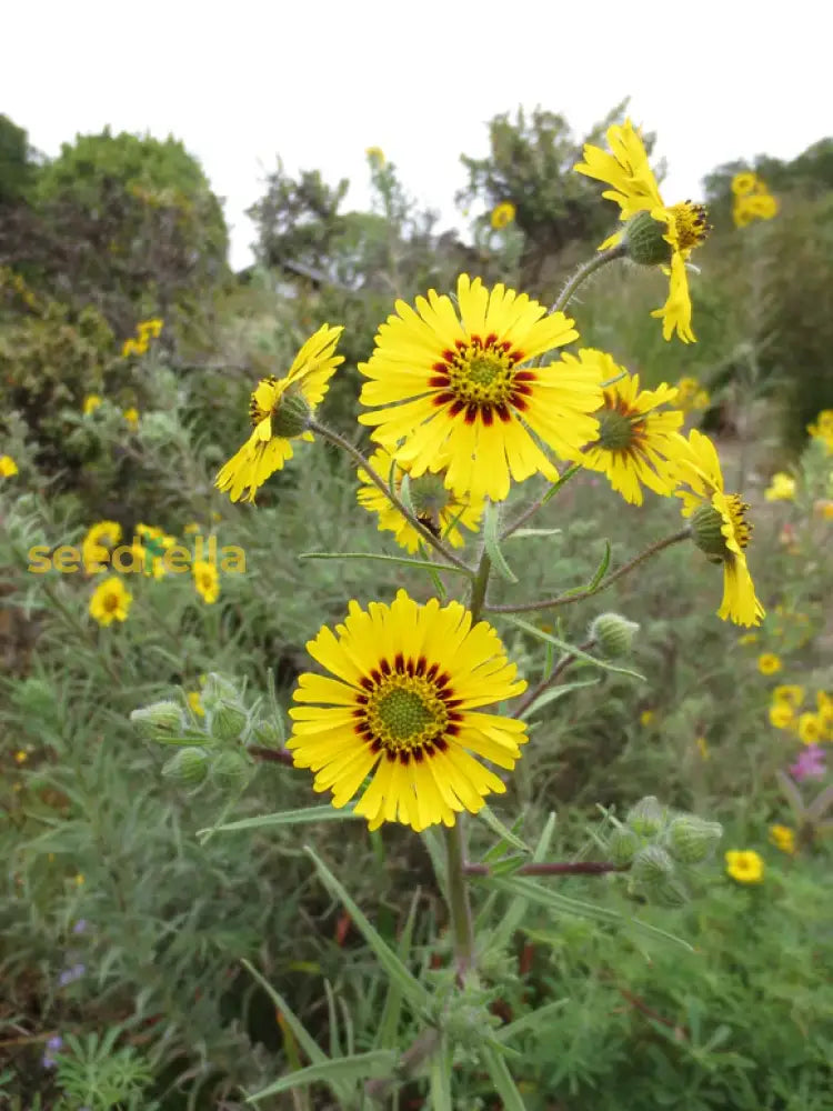Gelb madia elegans samen for anpflanzung
