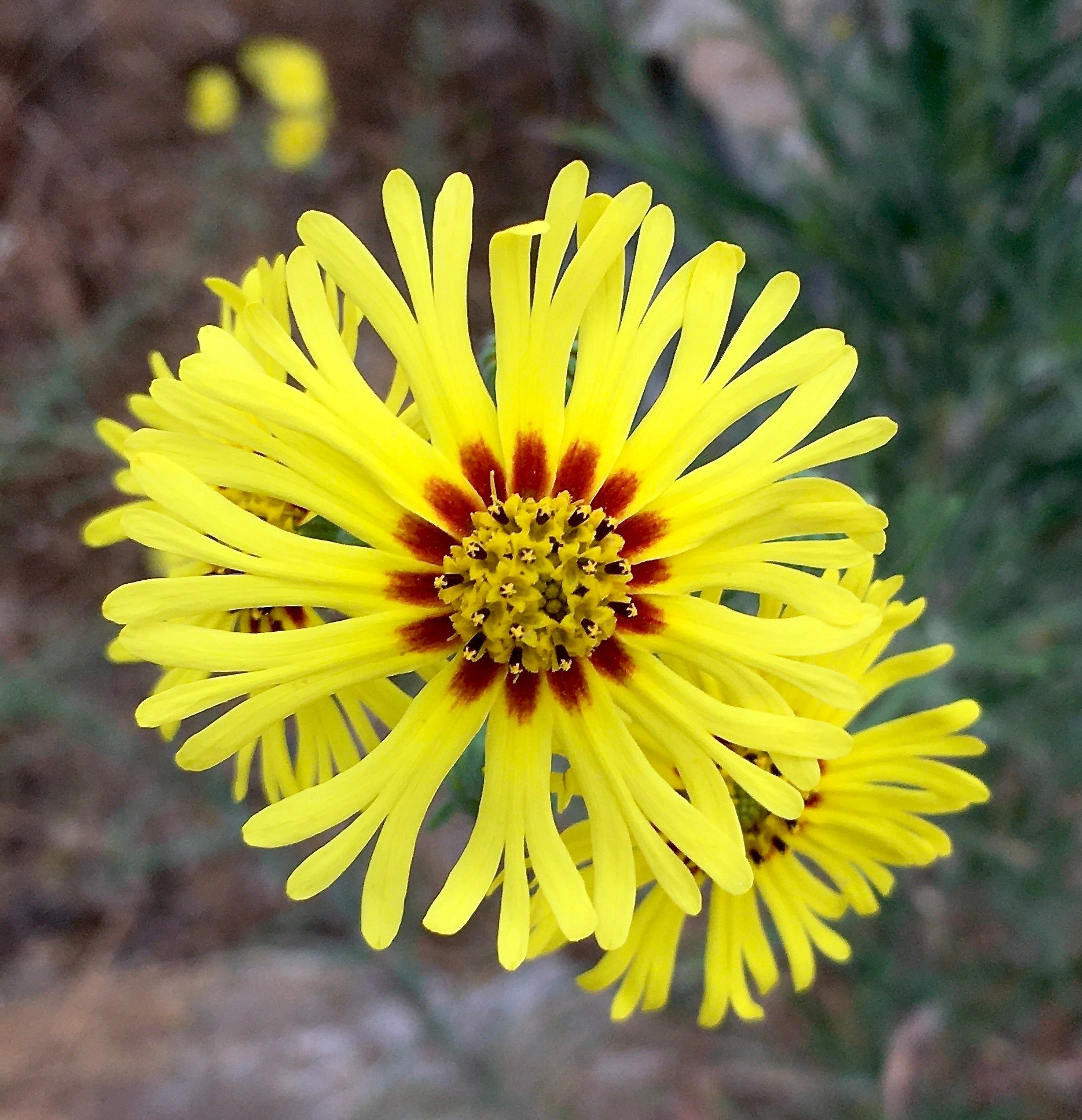 Gelb madia elegans flowering samen for gardens