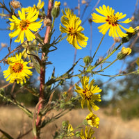 Gelb Madia Blumensamen zur Aussaat – Halbschatten verträglich – Traditionssorte & ohne Gentechnik Samen Hausgarten