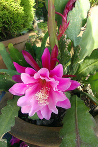 Rosa Epiphyllum Blumensamen zur Aussaat – Drought verträglich – Traditionssorte & ohne Gentechnik Samen Hausgarten