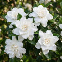 Weiß Gardenia Jasminoides Blumensamen zur Aussaat – duftend Garten mehrjährige Blüten