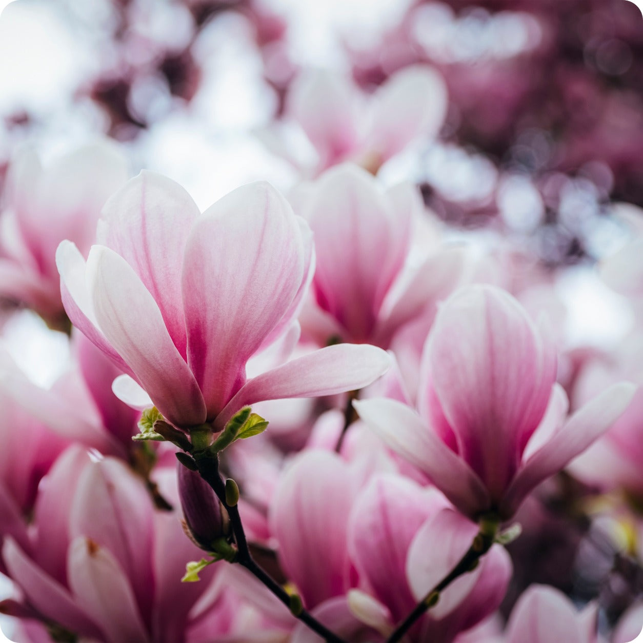 Magnolia campbellii Rosa Blume Baum Samen (Zone 7+)