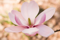 Rosa Weiß Yulan Blumensamen zur Aussaat kompakt Wuchs Traditionssorte & ohne Gentechnik Samen Hausgarten