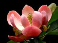 Magnolia Laevifolia klein Leaf Evergreen Magnolia – duftend Blumen Samen