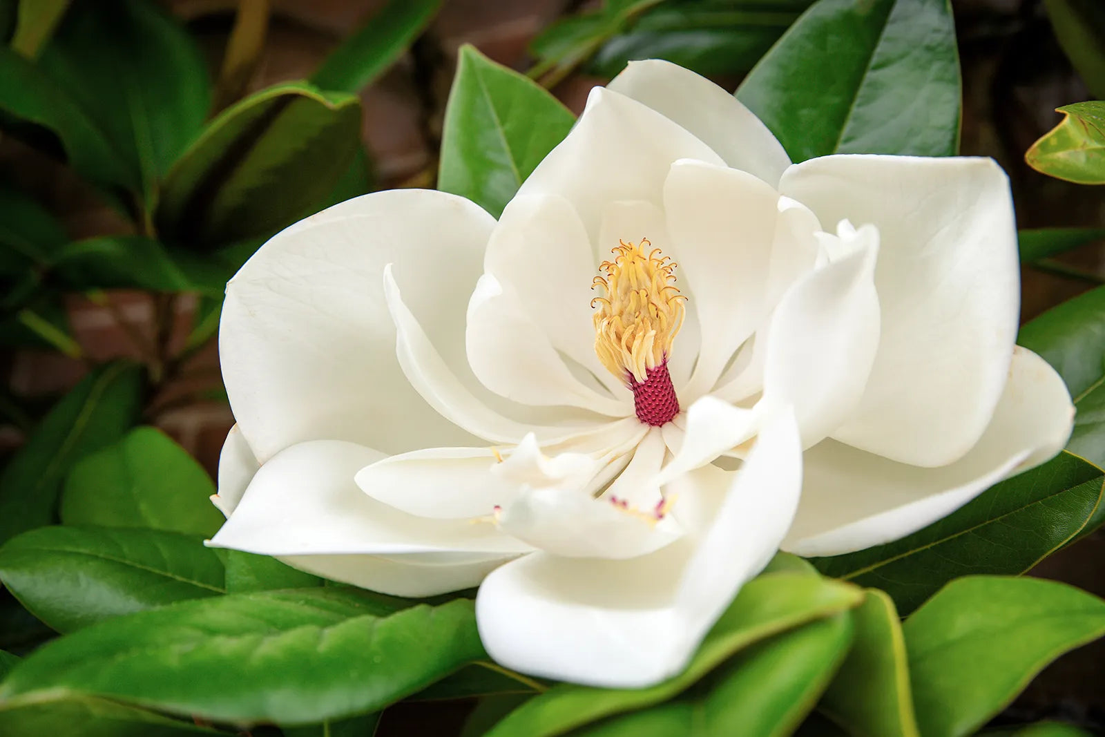 Traditionssorte Magnoliaceae Blumensamen zur Aussaat lang Blüte Saison Traditionssorte & ohne Gentechnik Samen Hausgarten