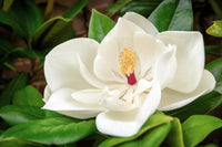 Traditionssorte Magnoliaceae Blumensamen zur Aussaat lang Blüte Saison Traditionssorte & ohne Gentechnik Samen Hausgarten