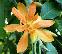 Champaca Blumensamen zur Aussaat farbenfroh Schau Traditionssorte & ohne Gentechnik Samen Hausgarten