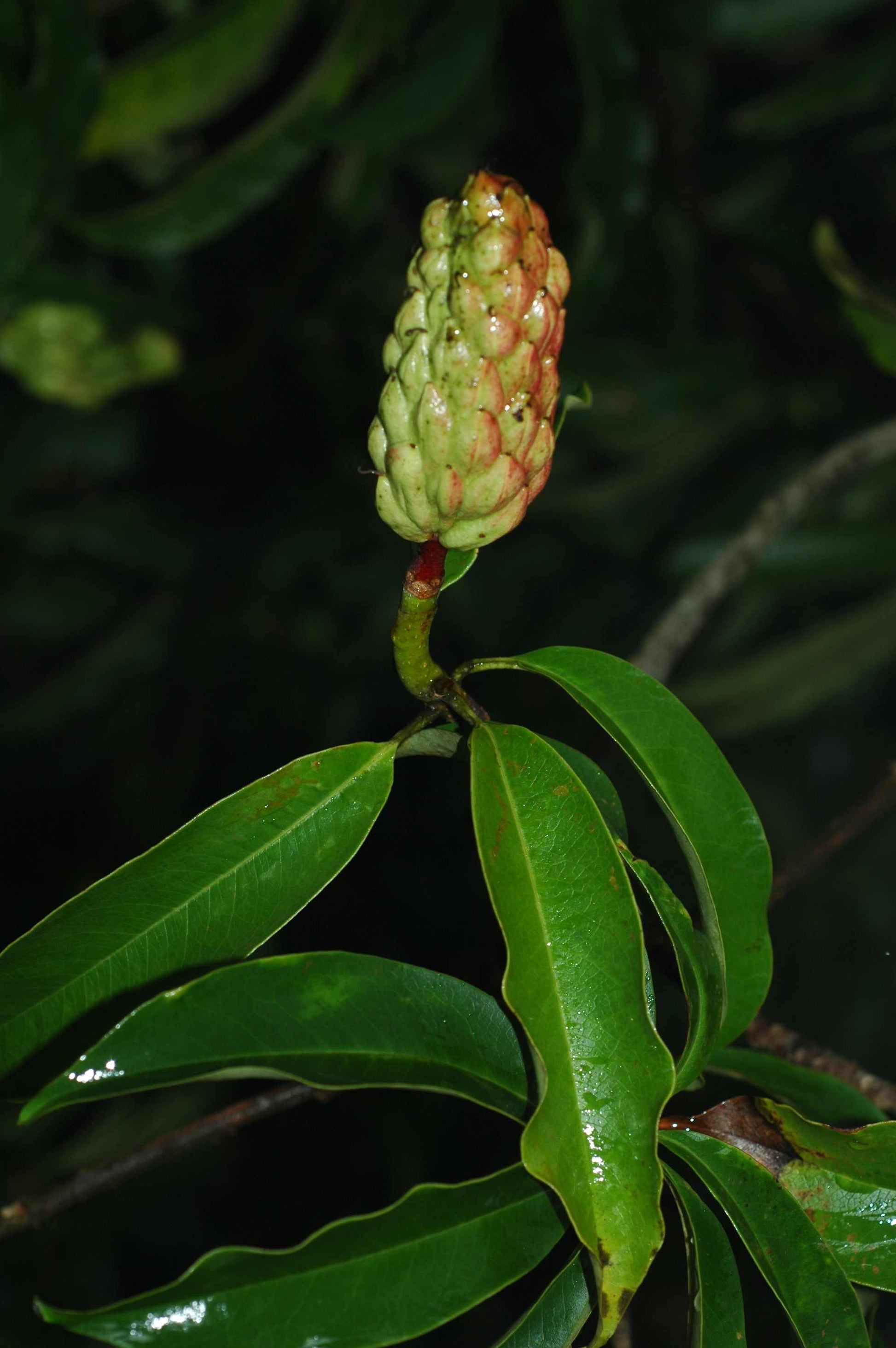 Magnolia Laevifolia klein Leaf Evergreen Magnolia – duftend Blumen Samen