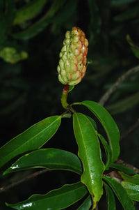 Magnolia Laevifolia klein Leaf Evergreen Magnolia – duftend Blumen Samen