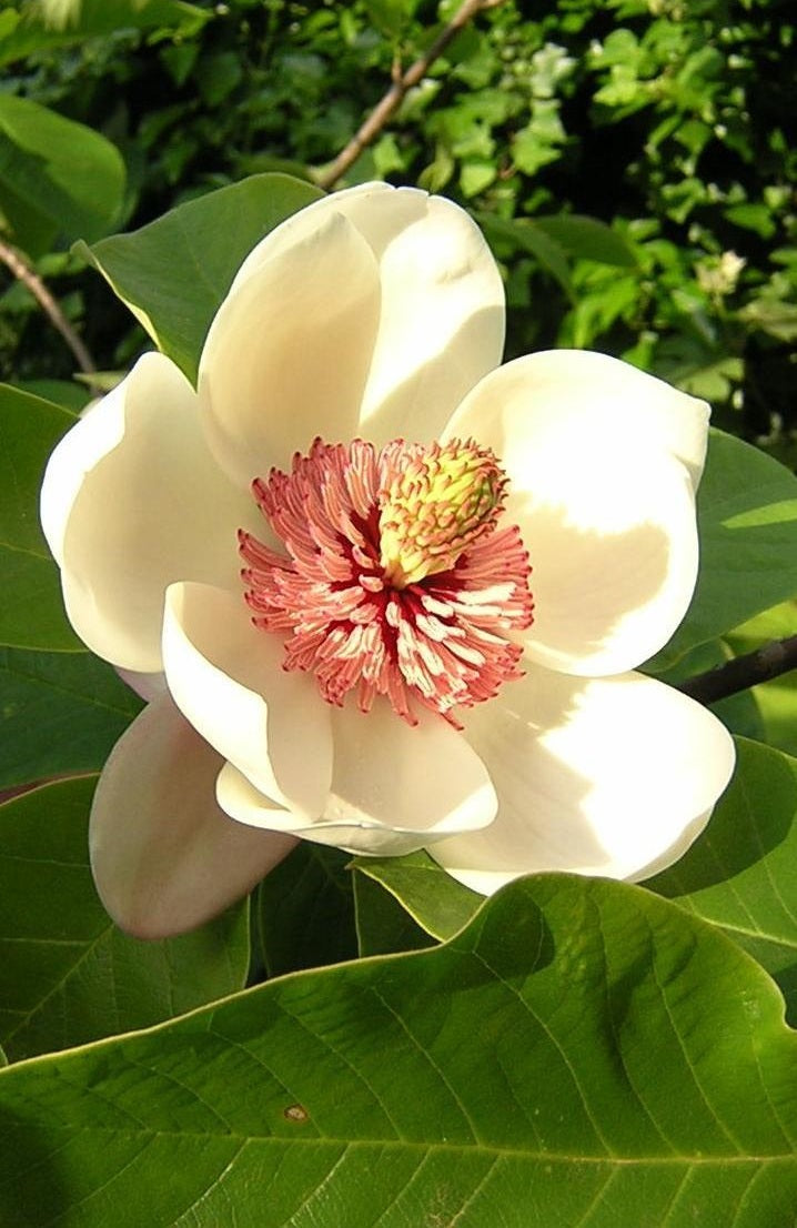 Traditionssorte Magnoliaceae Blumensamen zur Aussaat lang Blüte Saison Traditionssorte & ohne Gentechnik Samen Hausgarten