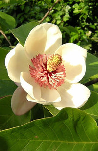 Traditionssorte Magnoliaceae Blumensamen zur Aussaat lang Blüte Saison Traditionssorte & ohne Gentechnik Samen Hausgarten