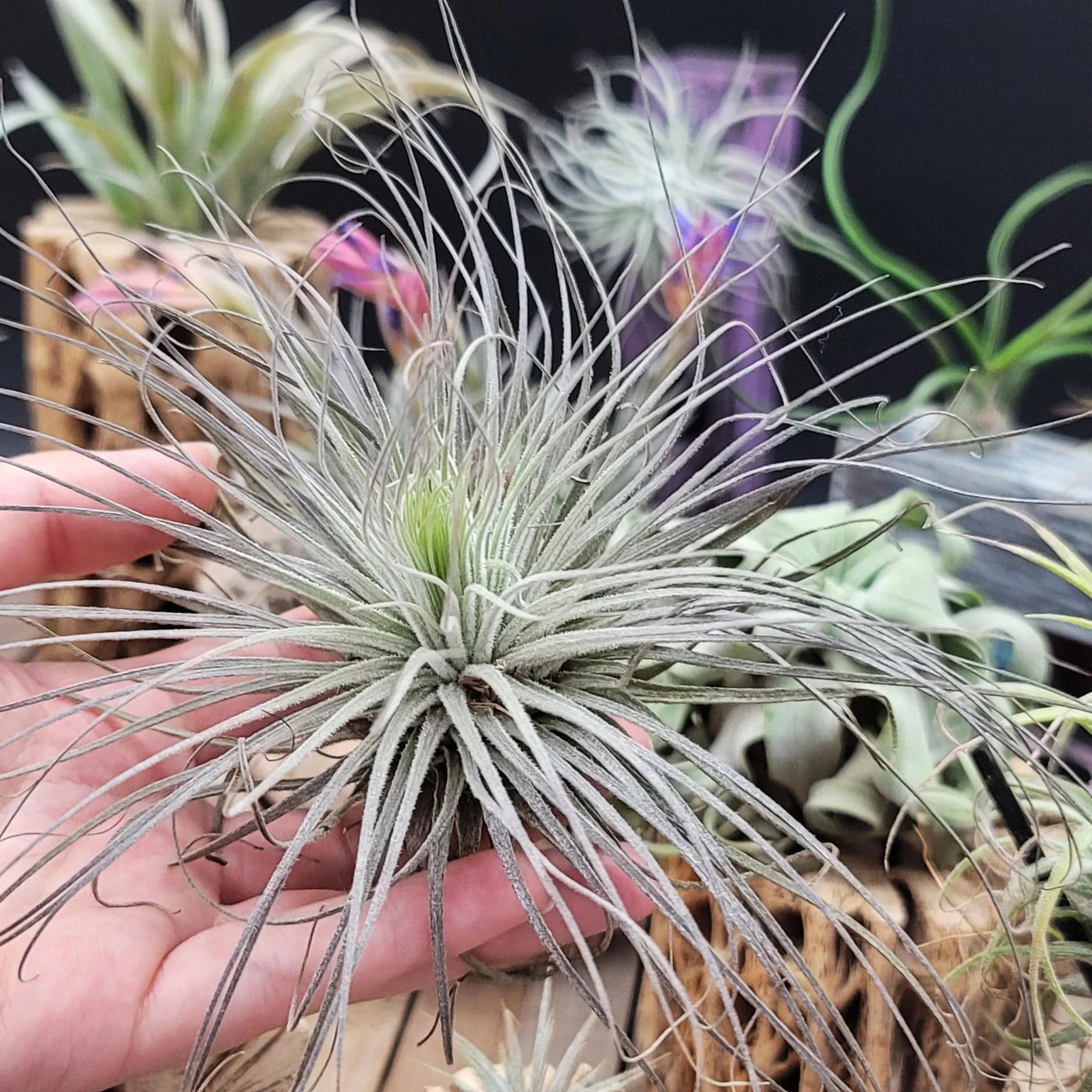 Tillandsia Fuchsii Blumensamen zur Aussaat – Bestäuber freundlich – Traditionssorte & ohne Gentechnik Samen Hausgarten