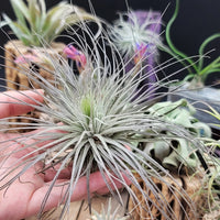 Tillandsia Fuchsii Blumensamen zur Aussaat – Bestäuber freundlich – Traditionssorte & ohne Gentechnik Samen Hausgarten