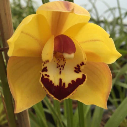 hell Grün Cymbidium Orchidee Blumensamen zur Aussaat – Schnitt Blume beliebt – Traditionssorte & ohne Gentechnik Samen Hausgarten