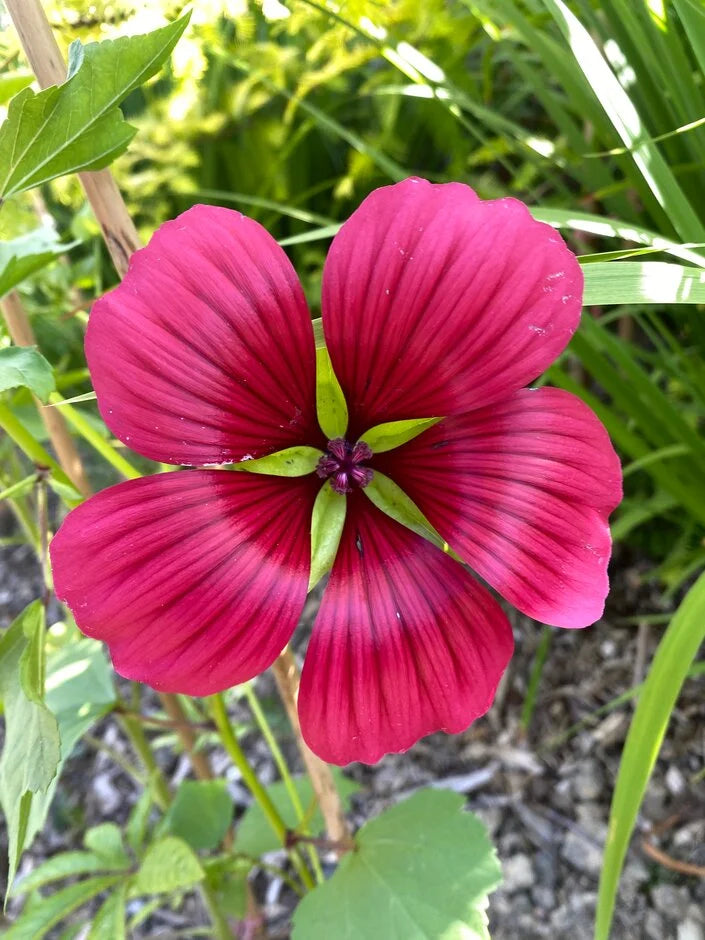 Malope Vulcan Blumensamen zur Aussaat – Traditionssorte – ohne Gentechnik – lang Blüte Saison Garten Samen