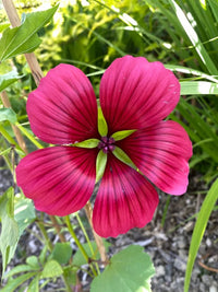 Malope Vulcan Blumensamen zur Aussaat – Traditionssorte – ohne Gentechnik – lang Blüte Saison Garten Samen