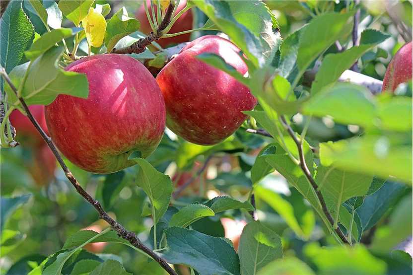 Malus pumila Frucht  Samen für einfaches Anpflanzen