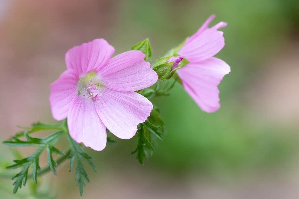 Malva moschata samen for home gardens
