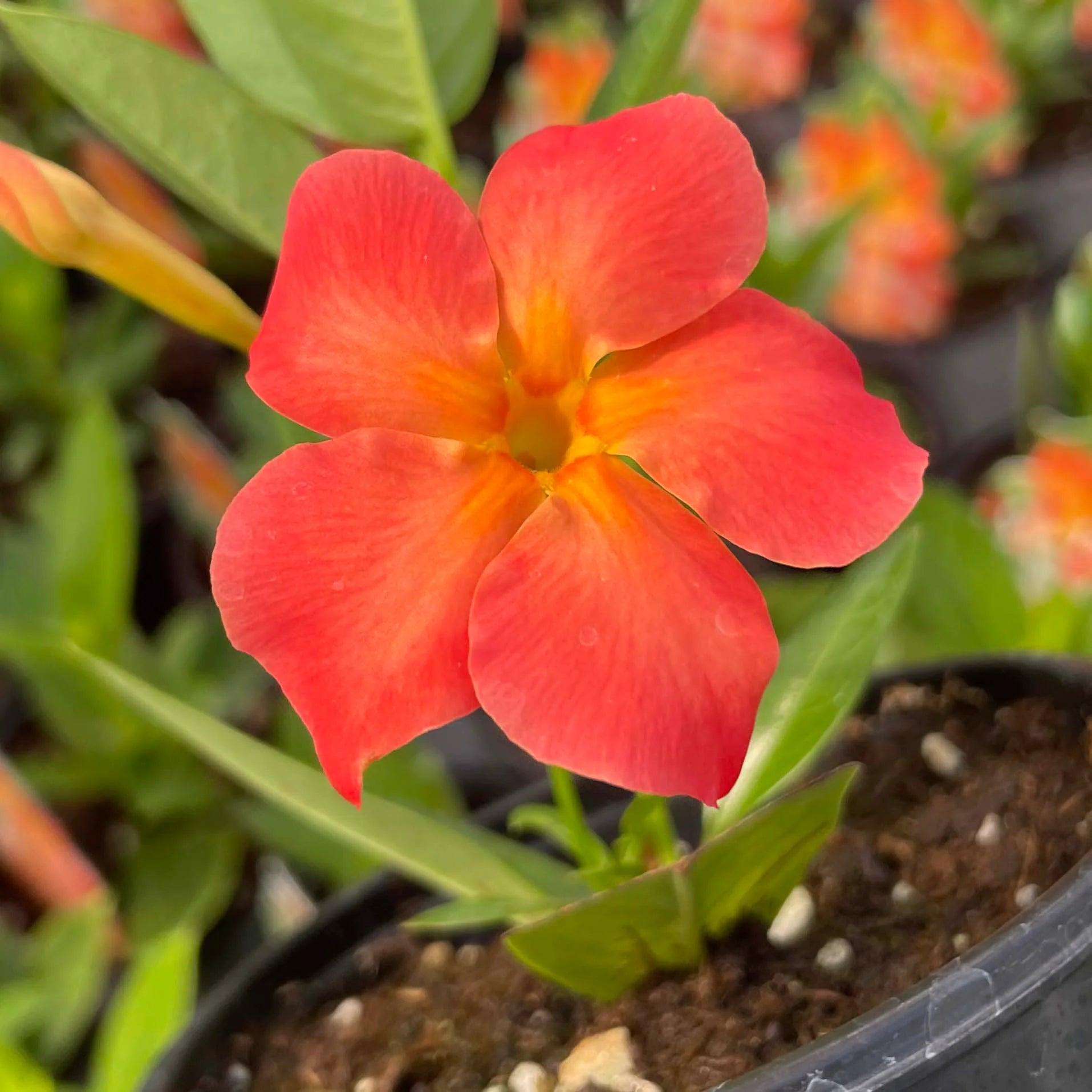 Mandevilla Orange Blumensamen leuchtend Garten Aussaat