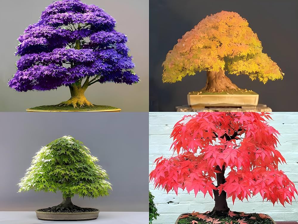 Non gmo maple bonsai anpflanzung samen