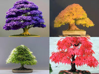 Non gmo maple bonsai anpflanzung samen