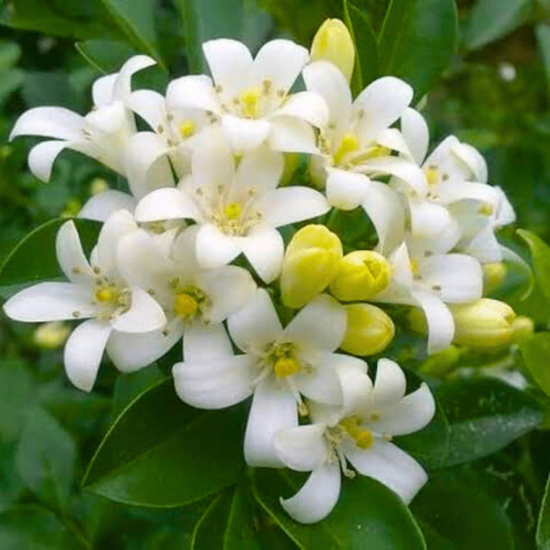 Weiß murraya blume samen for anpflanzung - hardy variety, heirloom & gmo free samen for home garten
 
 sale samen for anpflanzung in home garten