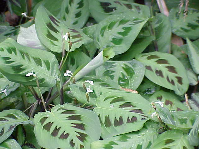 Maranta Leuconeura – Blumensamen zur Aussaat – kompakt Wuchs – Traditionssorte & ohne Gentechnik Samen Hausgarten
