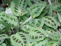Maranta Leuconeura – Blumensamen zur Aussaat – kompakt Wuchs – Traditionssorte & ohne Gentechnik Samen Hausgarten