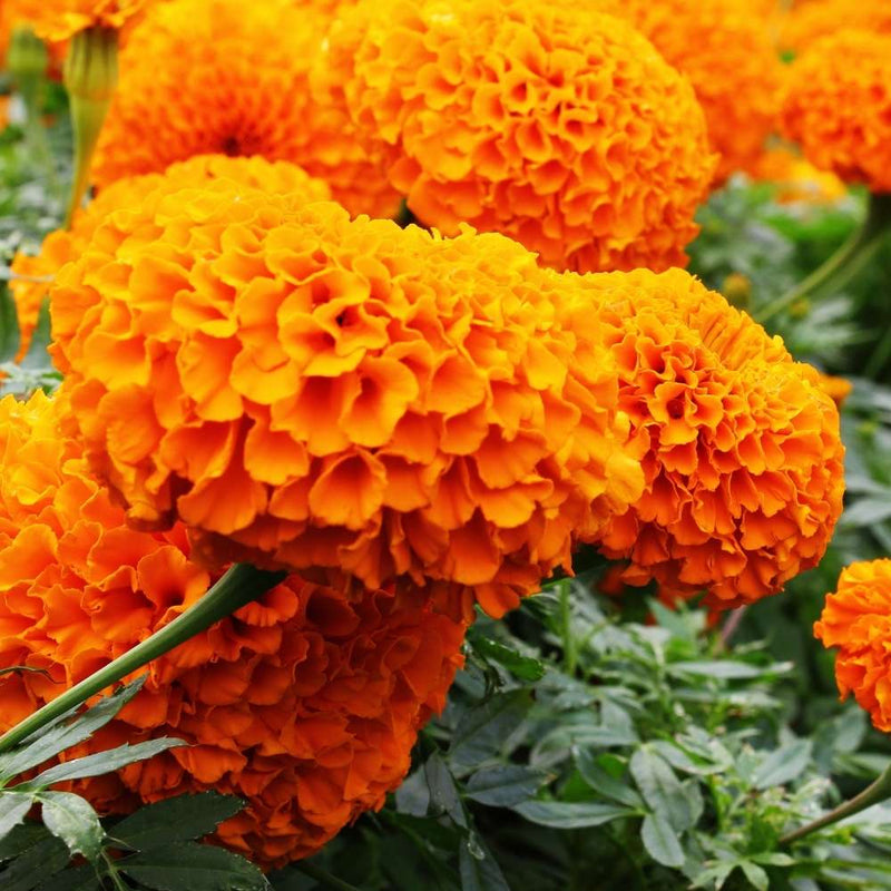 Studentenblume Blumensamen zur Aussaat Drought verträglich Traditionssorte & ohne Gentechnik Samen Hausgarten