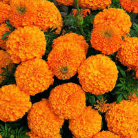 Studentenblume Sparky Blumensamen zur Aussaat Schnitt Blume beliebt Traditionssorte & ohne Gentechnik Samen Hausgarten