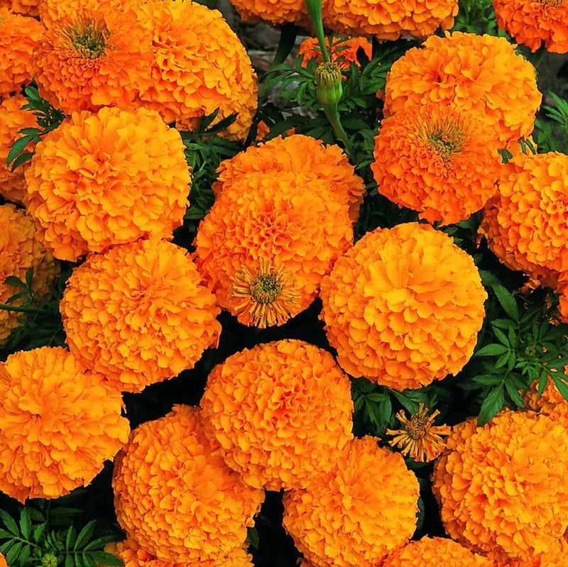 Studentenblume Blumensamen zur Aussaat Landhaus Garten wichtig Traditionssorte & ohne Gentechnik Samen Hausgarten