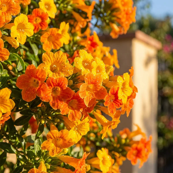 Streptosolen Blumensamen zur Aussaat Wildblume Mischung Traditionssorte & ohne Gentechnik Samen Hausgarten