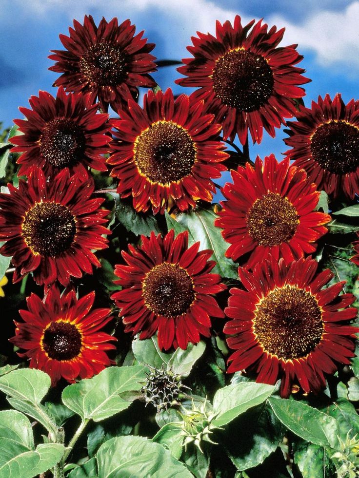 Maroon sunflowers used as cut blumen