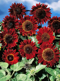 Maroon sunflowers used as cut blumen