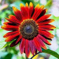 High germination maroon sunflower samen